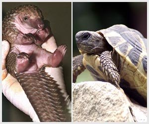 Tons of smuggled pangolin and tortoise shells seized in Vietnam