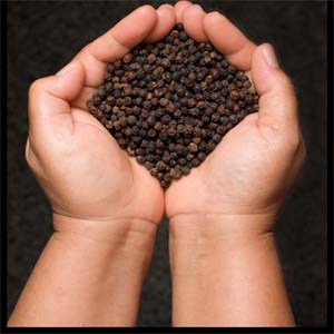 Commodity Outlook for Pepper by KediaCommodity