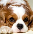 Pet dogs pay price as recession forces expatriates from Hong Kong 
