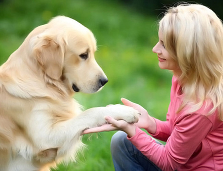 Pet dog's brain holds owner’s smell like scent