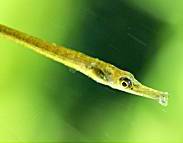 Pipefish males kill their own kids for nutrients