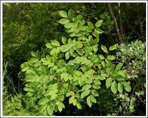 Plants can engage in self-recognition and warn of danger