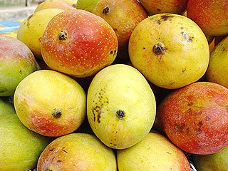 Mango seeds may help kill deadly food bacteria