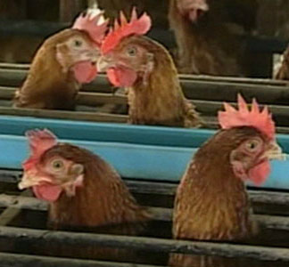 First exhibition-cum-training on meat and poultry to begin in Delhi from Nov 5