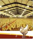 India Banned Import Of Poultry Items From Avian-Flu Affected Nations