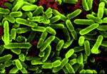 Scientists find protein to boost power of probiotics