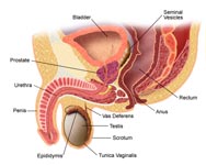 Novel drug shows promise in treating drug-resistant prostate cancer