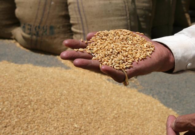 Punjab suffers huge shortage of storage-space for wheat