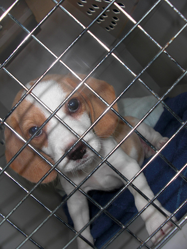 Puppy trapped in waste pipe survives after being flushed down the loo