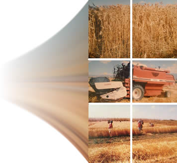 Rapid economic transformation 