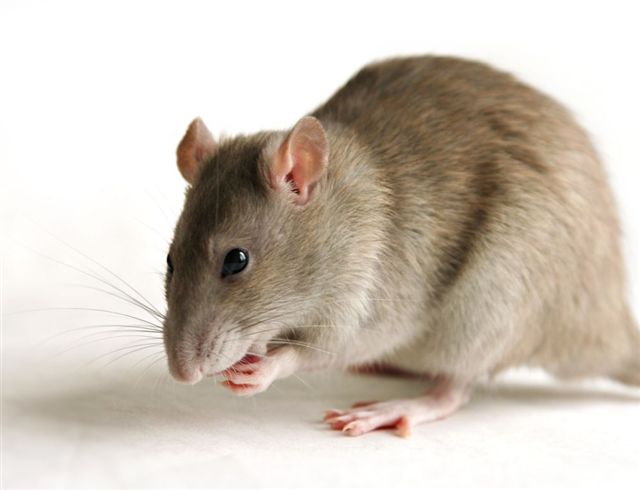 Rats exhibit confidence just like humans: Study