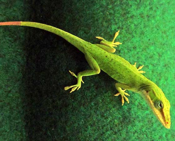 Mystery behind lizards' 'regenerating tails' unraveled