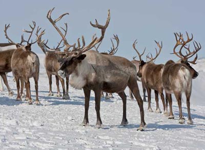 Reindeer-Rudoldf