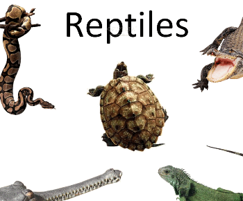 About 19% of reptiles facing extinction, study