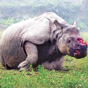 Rhino poaching in Assam’s Kaziranga Park