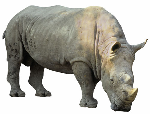Female Rhinoceros
