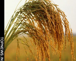 Genetic past of rice may lead to improved yields in future