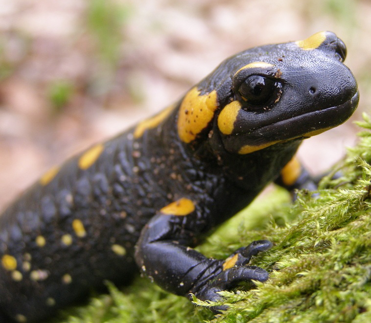 Salamanders