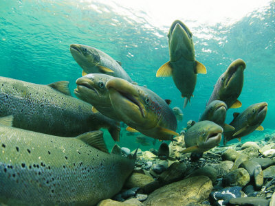 Salmon