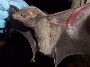 Saudi-Arabia-bat