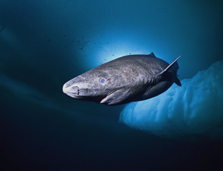 Sharks-thrived-in-Arctic