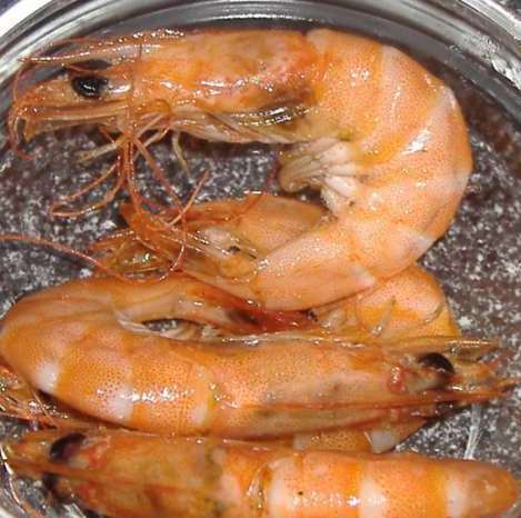 Shrimp