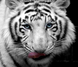 Siberian tigers almost extinct: Report
