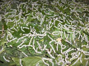 Mulberry Leaves Silkworms