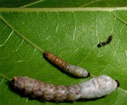 Nainital Research Centre achieves world record in breeding silkworm eggs
