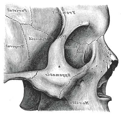 Skull bone holds key to tackling osteoporosis
