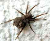 Small spiders ten times better lovers than bigger counterparts