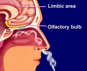 How some aromas are bound up in our memories
