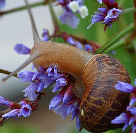 Snails help scientists investigate rise, fall of Tibetan Plateau