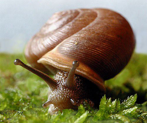 Snails'' natural glue can be used to develop better surgical adhesives