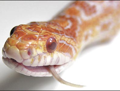 Insights into poisonous snakes diets may pave way for better anti-venoms