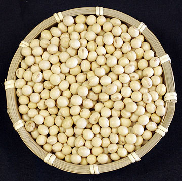 Soy may help treat canine cancer