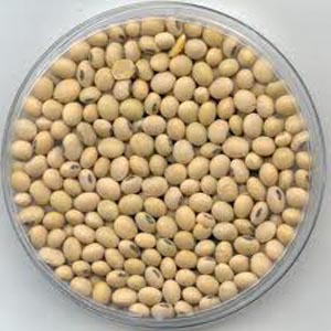 Soyabean