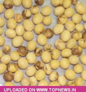 Soyabean