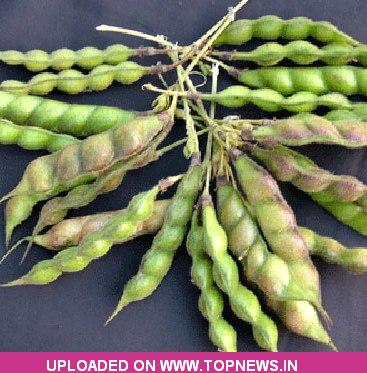 Soyabean