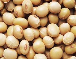 Commodity Trading Tips for Soyabean by KediaCommodity