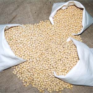 Soybean