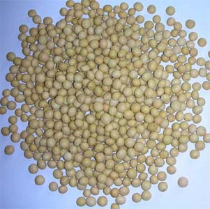 Soybean