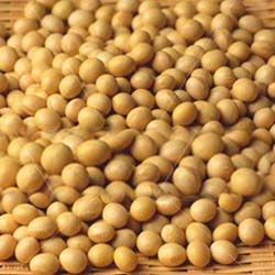 Soybean