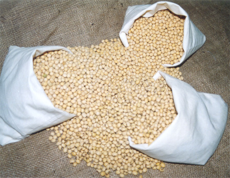 Soybean