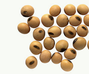 Soybean