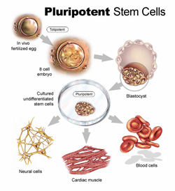 Scientists find how stem cells make skin