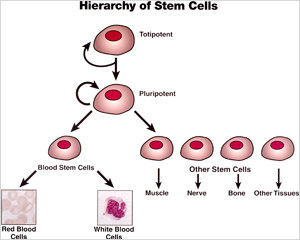 Stem cells that ''fool immune system'' may help fight cancer