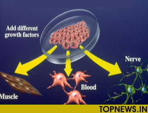 Scientists create ‘switch’ that turns stem cells into muscle