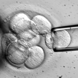 Stem-cells