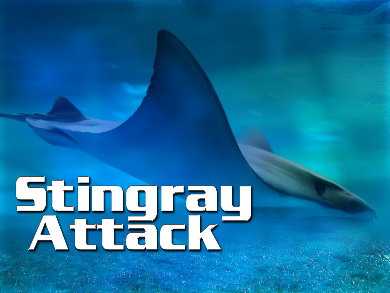 Stingray, not shark, attacked New Zealand swimmer 